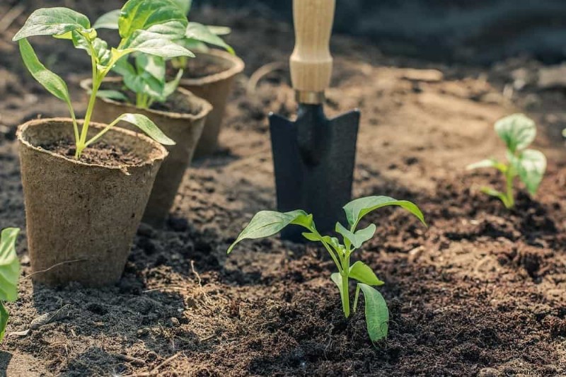 ¿Cuál es la mejor hora del día para plantar flores en su jardín?