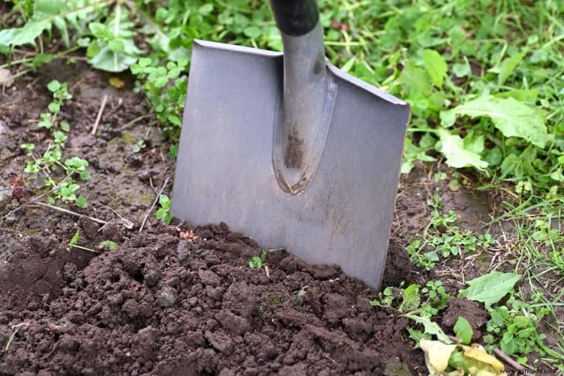 6 pasos para crear un prado en el patio trasero