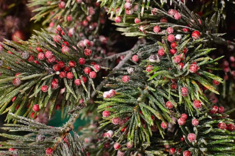 8 mejores árboles de hoja perenne para contenedores