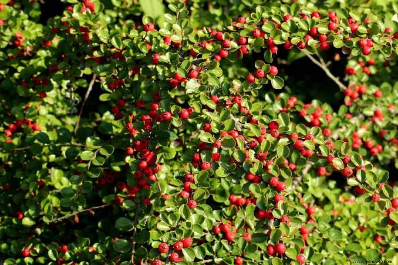 8 mejores árboles de hoja perenne para contenedores