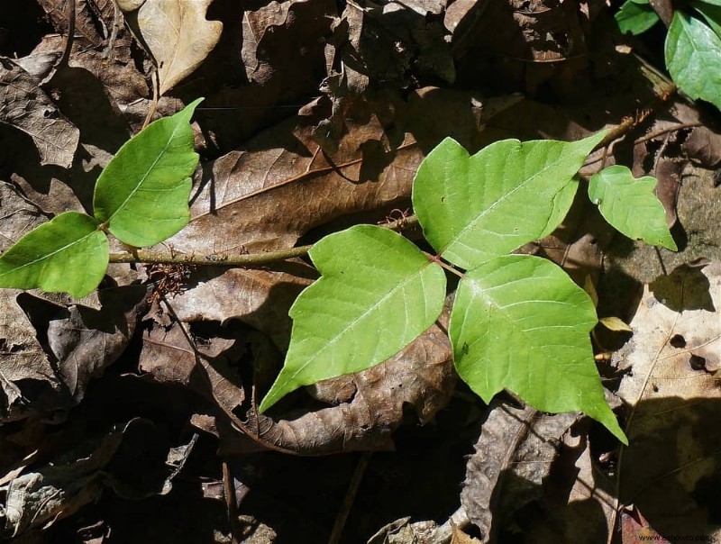 5 plantas tóxicas que debe evitar en su patio trasero