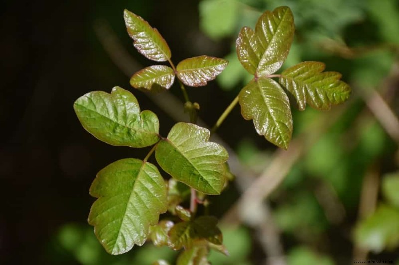 5 plantas tóxicas que debe evitar en su patio trasero