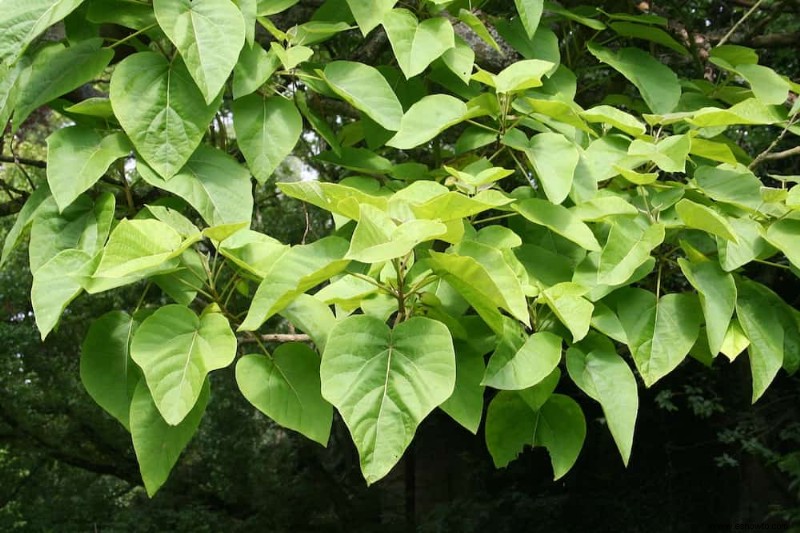 8 plantas que enriquecen el suelo de su jardín