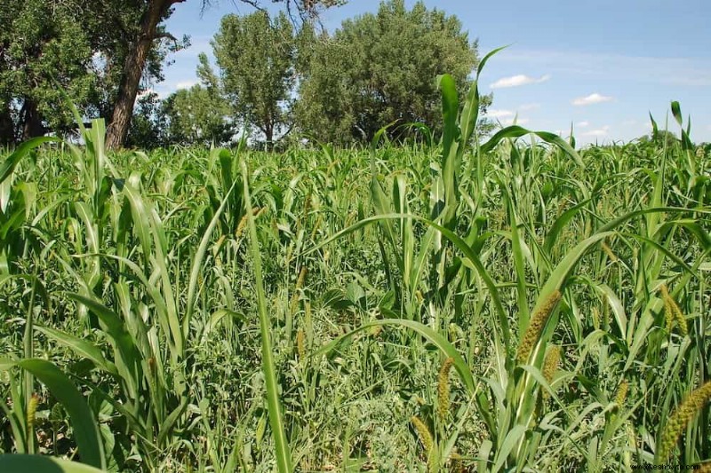 8 plantas que enriquecen el suelo de su jardín