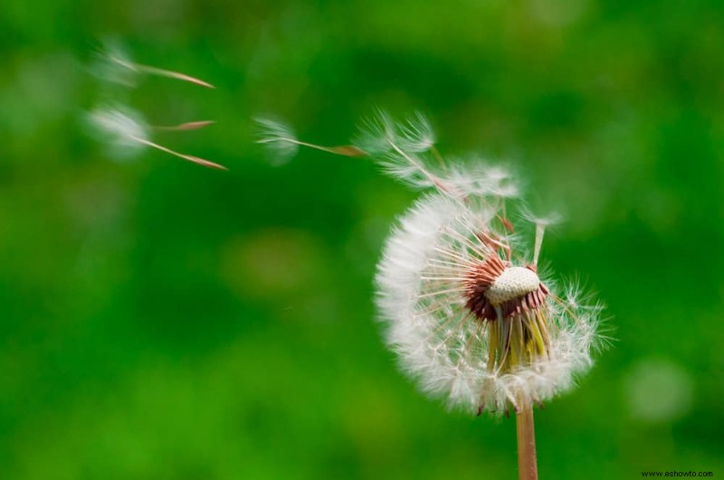 8 plantas que enriquecen el suelo de su jardín