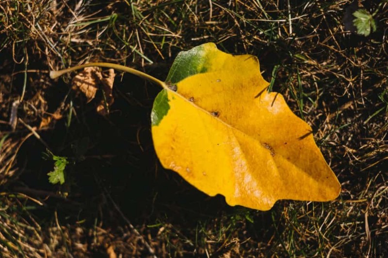 10 árboles que debe evitar crecer en su patio trasero