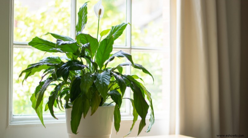 5 plantas de interior que podrías estar colocando en el lugar equivocado