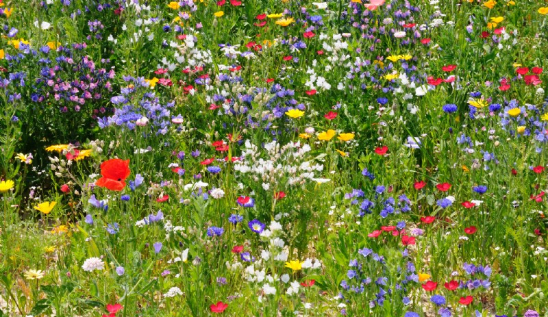 De césped a flores silvestres fáciles de cuidar en 5 pasos