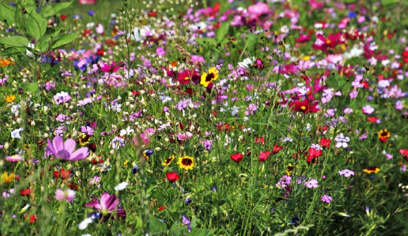 De césped a flores silvestres fáciles de cuidar en 5 pasos