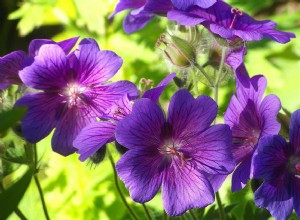 6 plantas de exterior resistentes e imposibles de matar para tu jardín