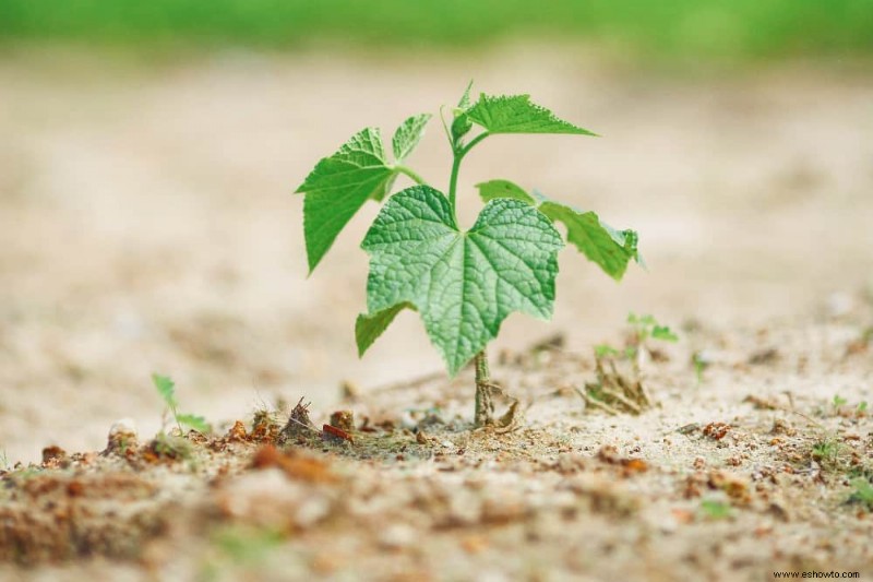 13 errores que se deben evitar al cultivar pepinos