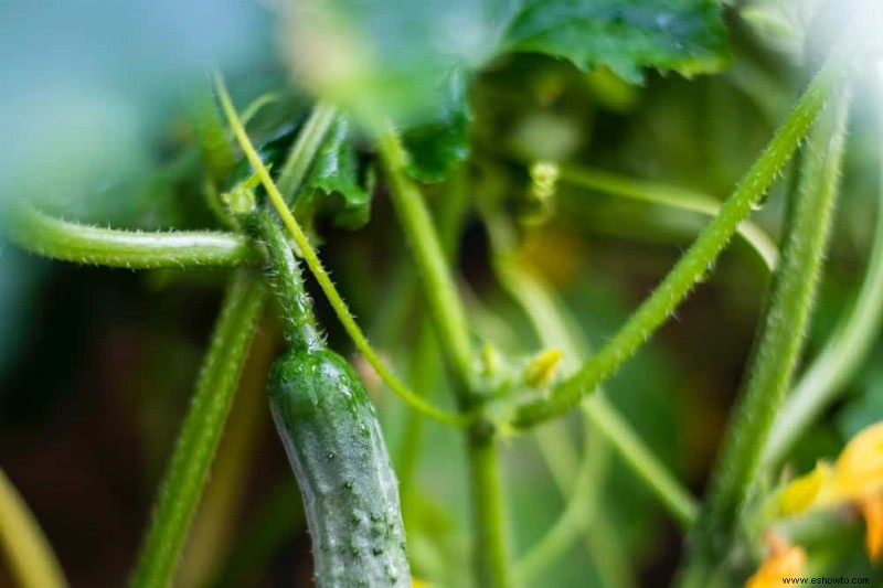 13 errores que se deben evitar al cultivar pepinos