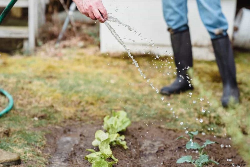 13 errores que se deben evitar al cultivar pepinos