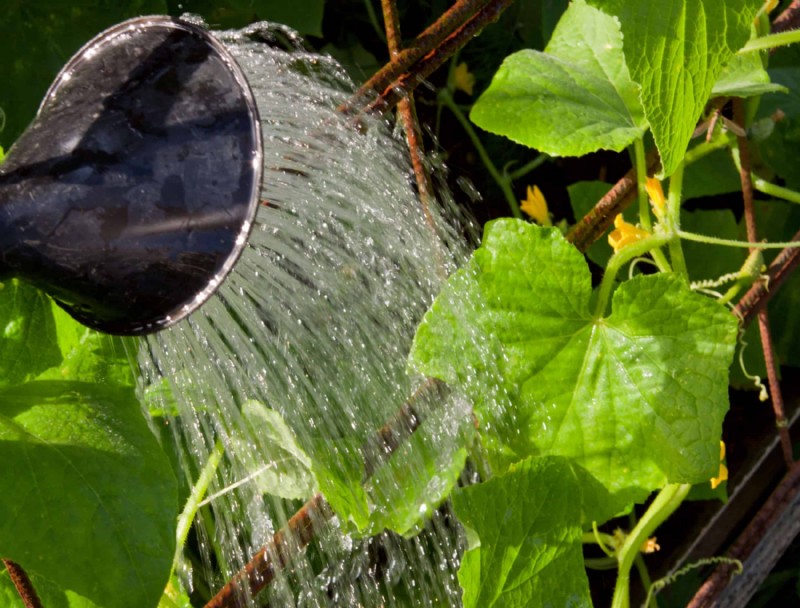 13 errores que se deben evitar al cultivar pepinos