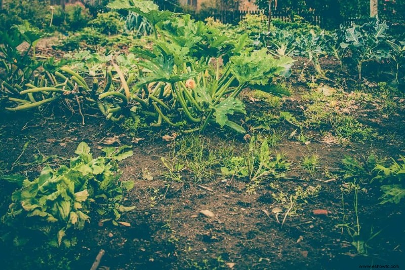 13 errores que se deben evitar al cultivar pepinos