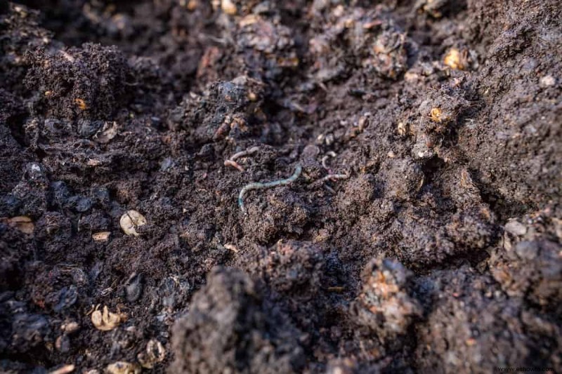 13 errores que se deben evitar al cultivar pepinos