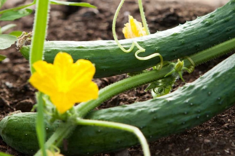 13 errores que se deben evitar al cultivar pepinos