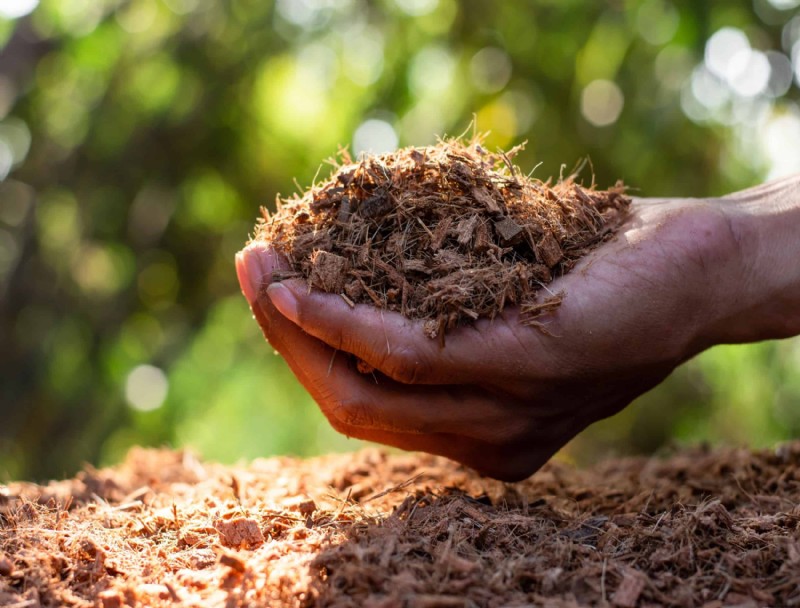 4 razones para usar fibra de coco en su jardín