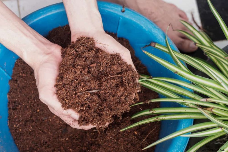 4 razones para usar fibra de coco en su jardín