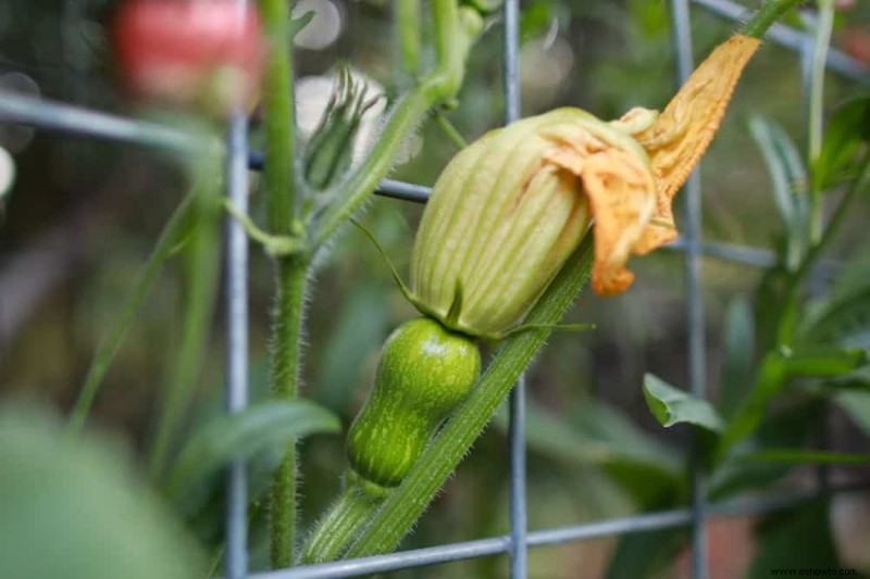 Cómo cultivar y cuidar la calabaza moscada