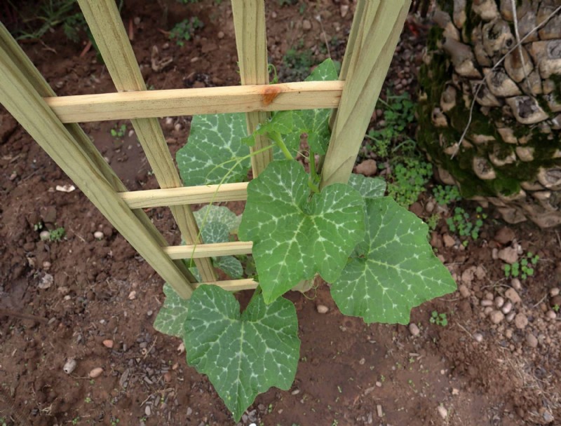 Cómo cultivar y cuidar la calabaza moscada