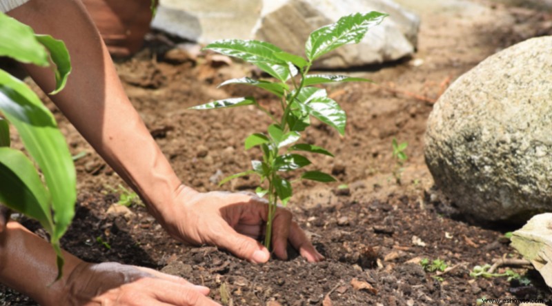 5 errores comunes al plantar árboles en su patio trasero