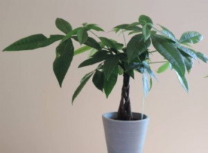 Guía Completa sobre el Árbol del Dinero: Cuidados, Historia y Beneficios