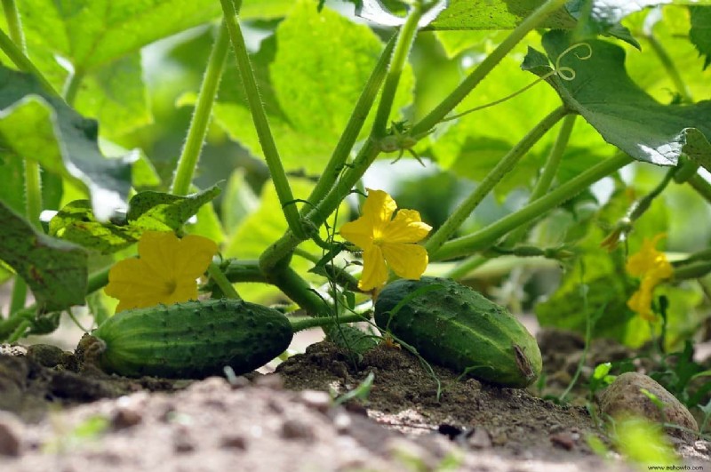 5 enfermedades comunes del pepino