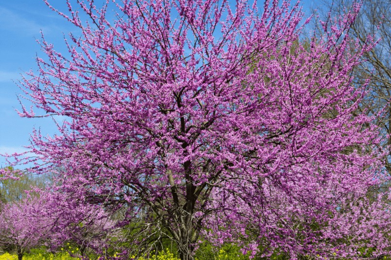 5 árboles pequeños para que su paisaje se destaque