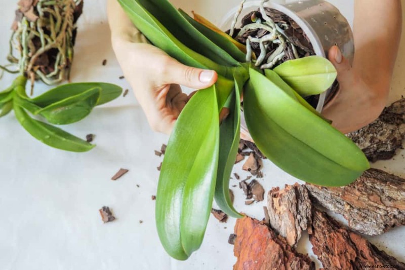 Por qué las hojas de las orquídeas se vuelven amarillas