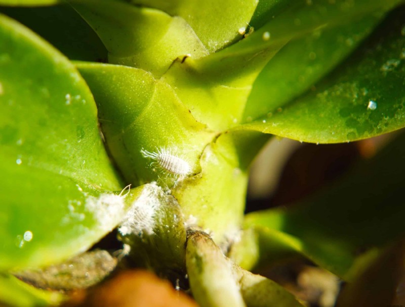 Por qué las hojas de las orquídeas se vuelven amarillas