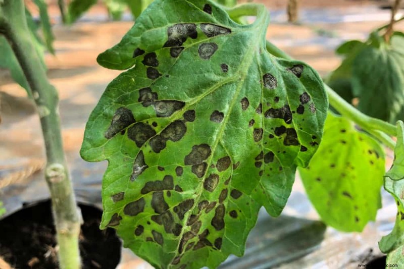 8 señales de que su tomatera tiene una enfermedad