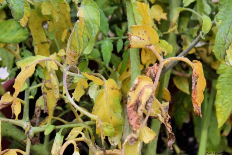 8 señales de que su tomatera tiene una enfermedad