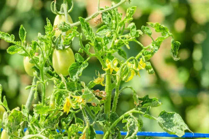 8 señales de que su tomatera tiene una enfermedad