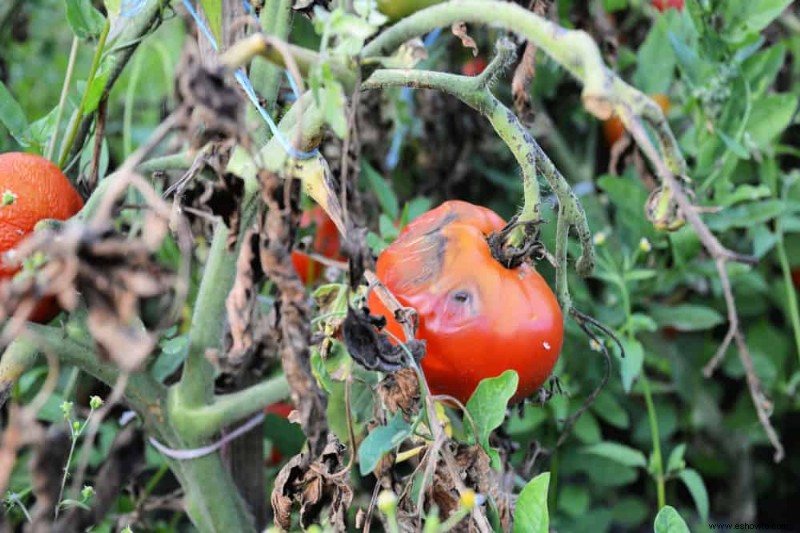 8 señales de que su tomatera tiene una enfermedad