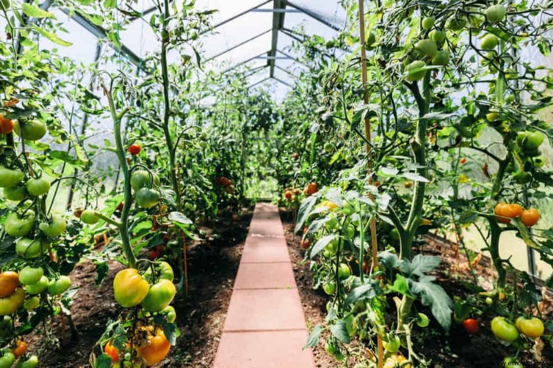 8 señales de que su tomatera tiene una enfermedad