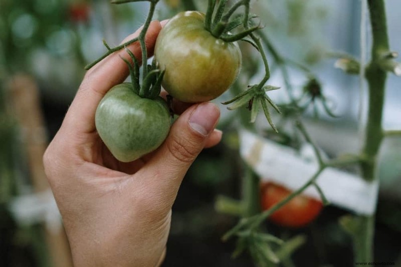 8 señales de que su tomatera tiene una enfermedad