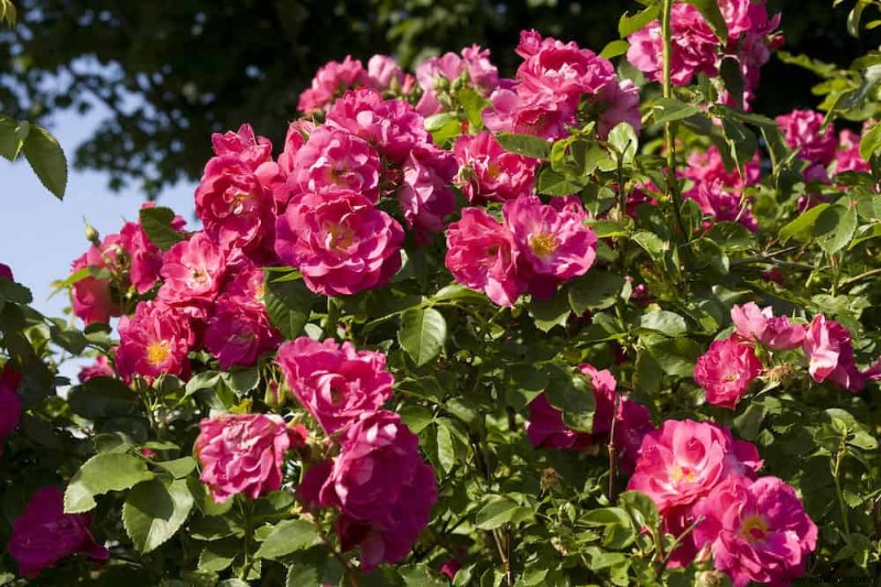 7 consejos para trasplantar un rosal