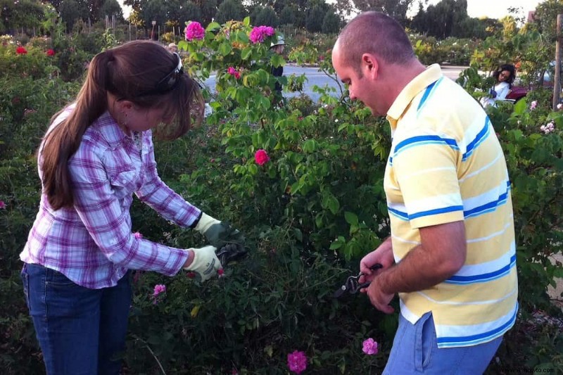 7 consejos para trasplantar un rosal