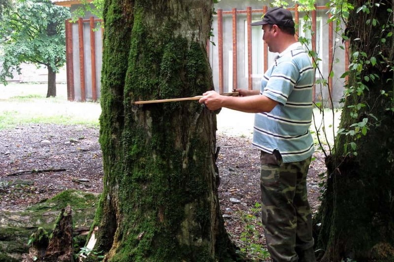 Trasplante de árboles grandes:¿Qué tan grande se puede mover un árbol?