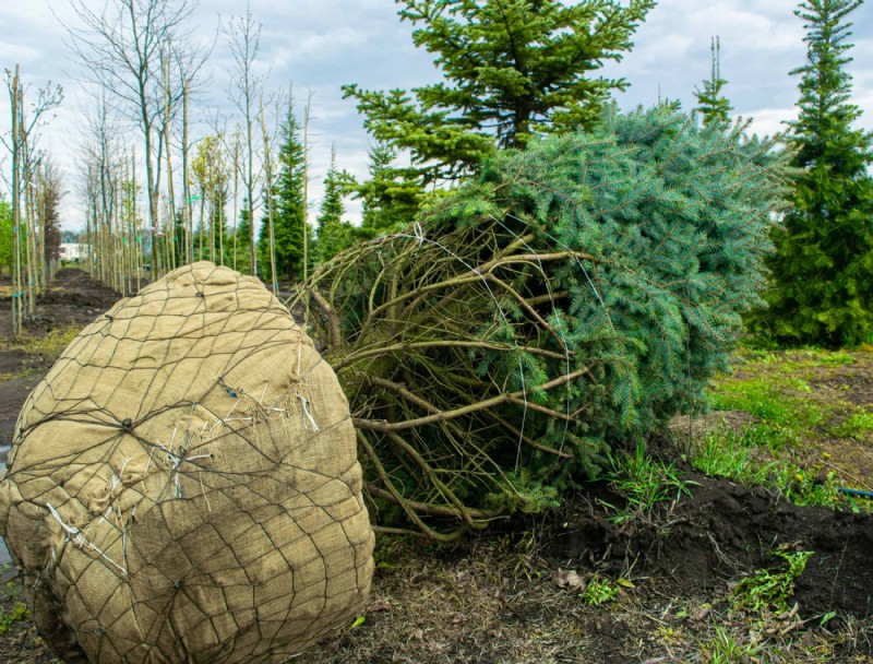 Trasplante de árboles grandes:¿Qué tan grande se puede mover un árbol?