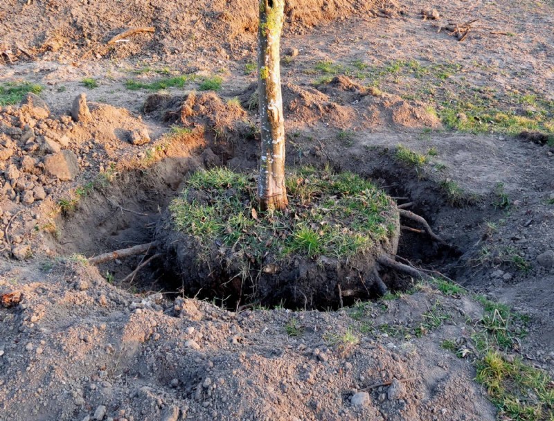 Trasplante de árboles grandes:¿Qué tan grande se puede mover un árbol?