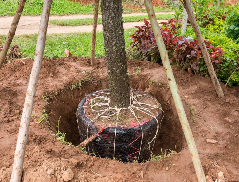 Trasplante de árboles grandes:¿Qué tan grande se puede mover un árbol?