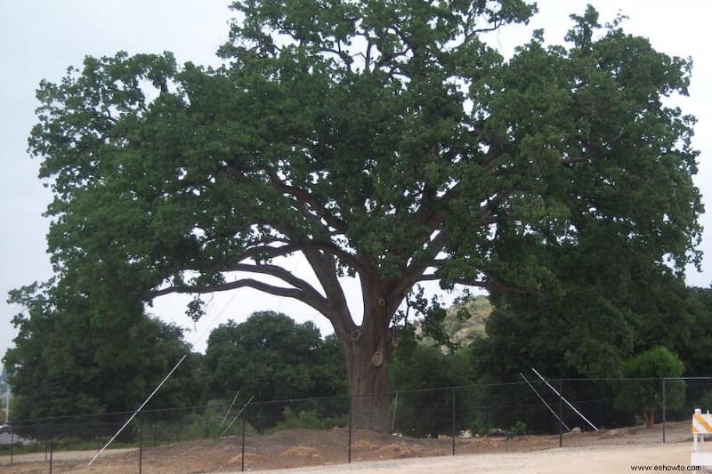 Trasplante de árboles grandes:¿Qué tan grande se puede mover un árbol?