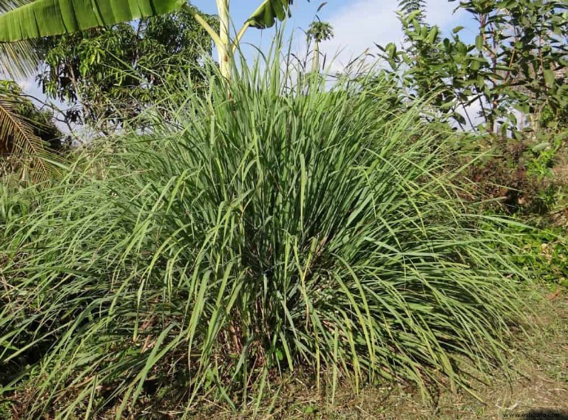 Cómo cultivar limoncillo