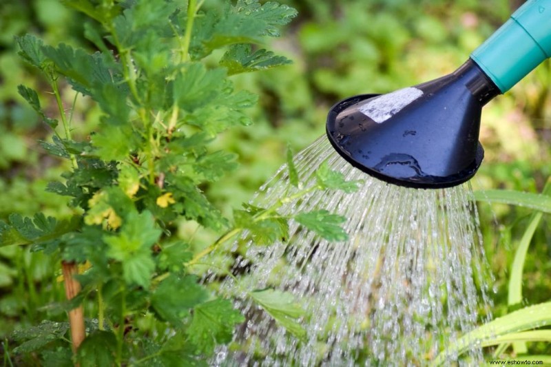 Cómo proteger sus plantas de las quemaduras solares