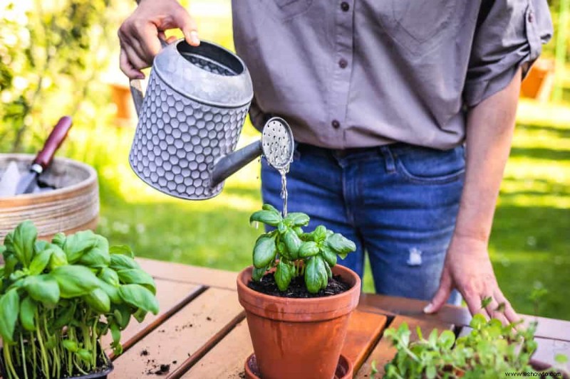 Por qué las hojas de albahaca se vuelven amarillas