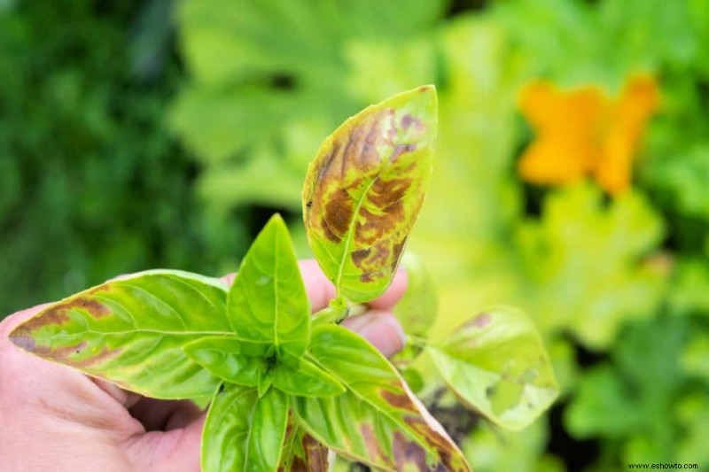 Por qué las hojas de albahaca se vuelven amarillas