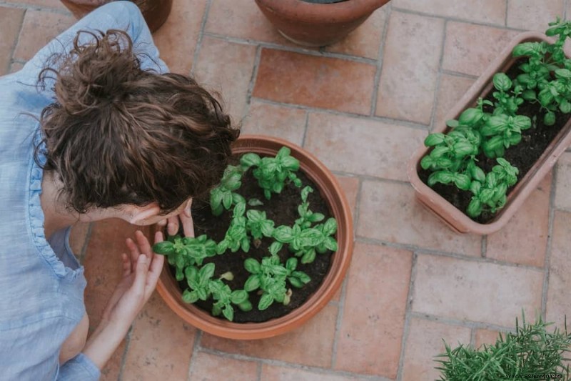 Por qué las hojas de albahaca se vuelven amarillas