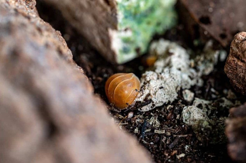 5 errores comunes al comprar tierra para jardín